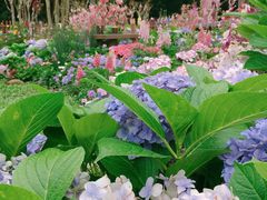 -深圳市中科院仙湖植物园
