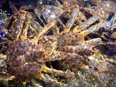 -蟹之国·精品蟹料理(极地店)