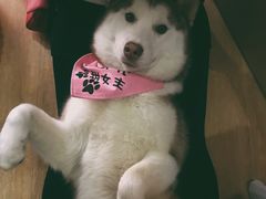 -Husky Go! 哈士奇体验馆·宠物咖啡厅狗咖