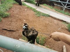 -西霞口神雕山野生动物世界