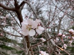 -北京麋鹿生态实验中心