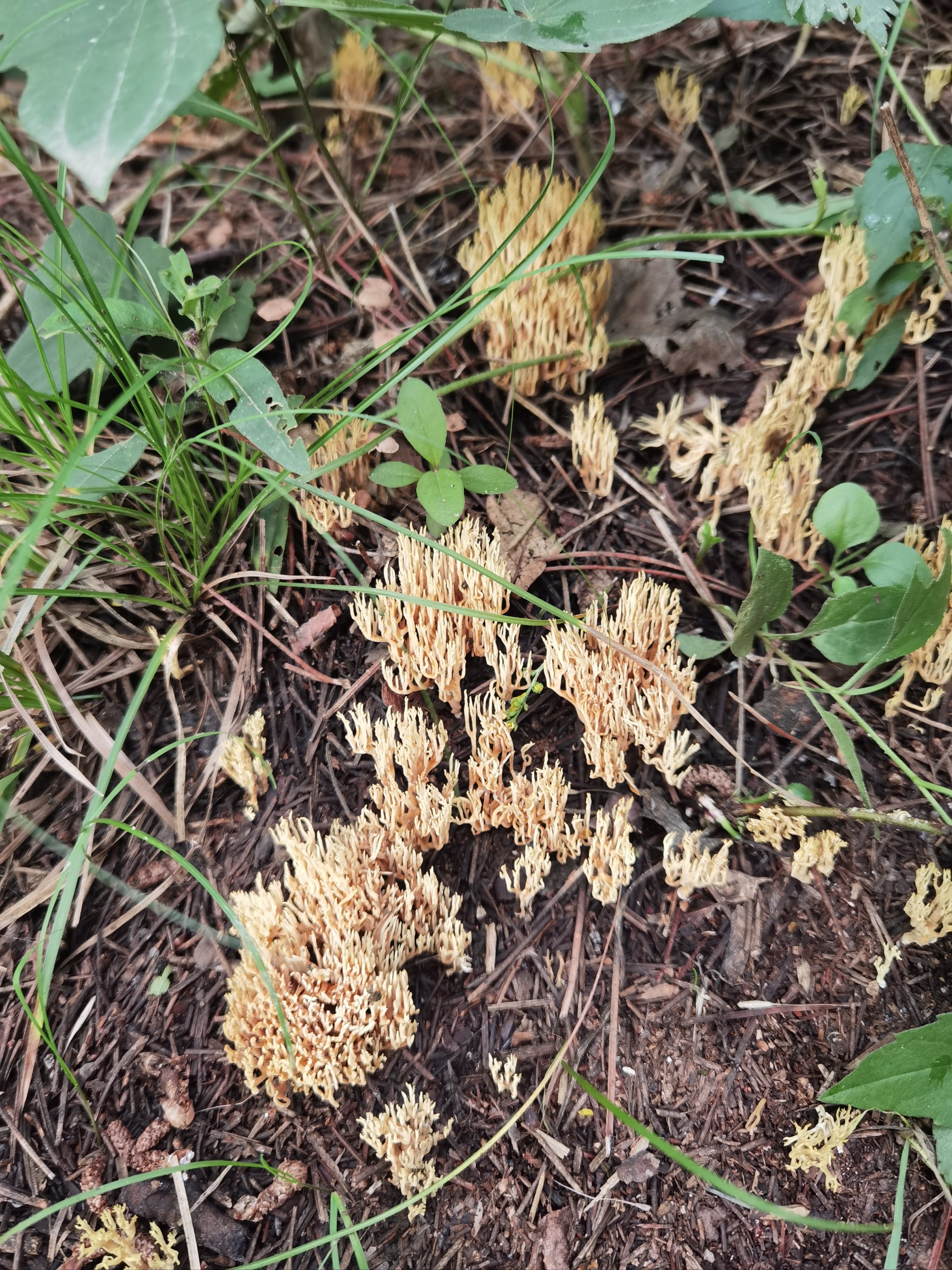 珊瑚菌种植技术图片