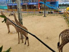 -西霞口神雕山野生动物世界