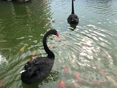 -行者书屋大堂吧 ·下午茶(南京圣和府邸酒店)