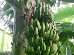 -呀路古热带植物园