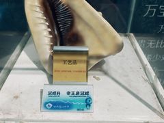 -贝壳梦幻世界