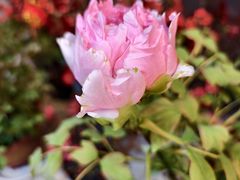 -双季花艺园艺市场(浦东店)