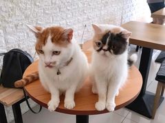 -平行世界·猫咖(首经贸店)