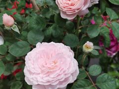 -双季花艺园艺市场(浦东店)