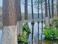-重庆彩云湖湿地公园