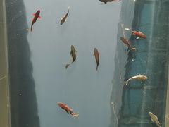 -上海长江河口科技馆