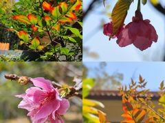 -深圳市中科院仙湖植物园