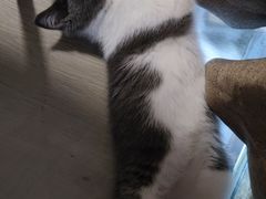 -lincat·猫舍(广州店)