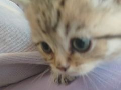 -平行世界·猫咖(首经贸店)