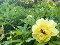 -莲花池公园