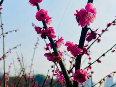 -重庆彩云湖湿地公园