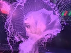 -太平洋海底世界