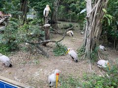 -广州长隆飞鸟乐园