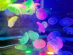 -太平洋海底世界