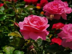 -莲花池公园