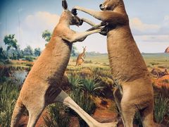 -陕西自然博物馆