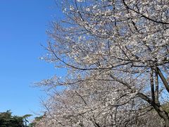 -武汉大学-樱园