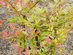 -黄海国家森林公园