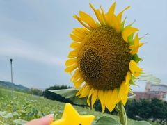 -光明小镇欢乐田园