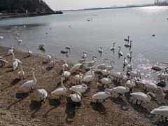 -烟墩角天鹅湖