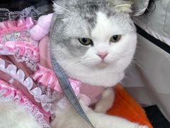 -帕帕拉兹宠物(亚洲旗舰店)