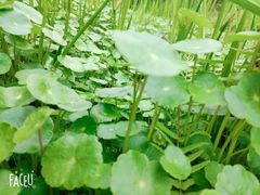 -白鹭湾湿地公园