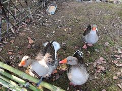 -福建鲤鱼洲酒店