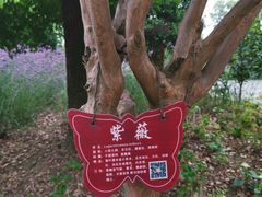 -鹅湖玫瑰文化园