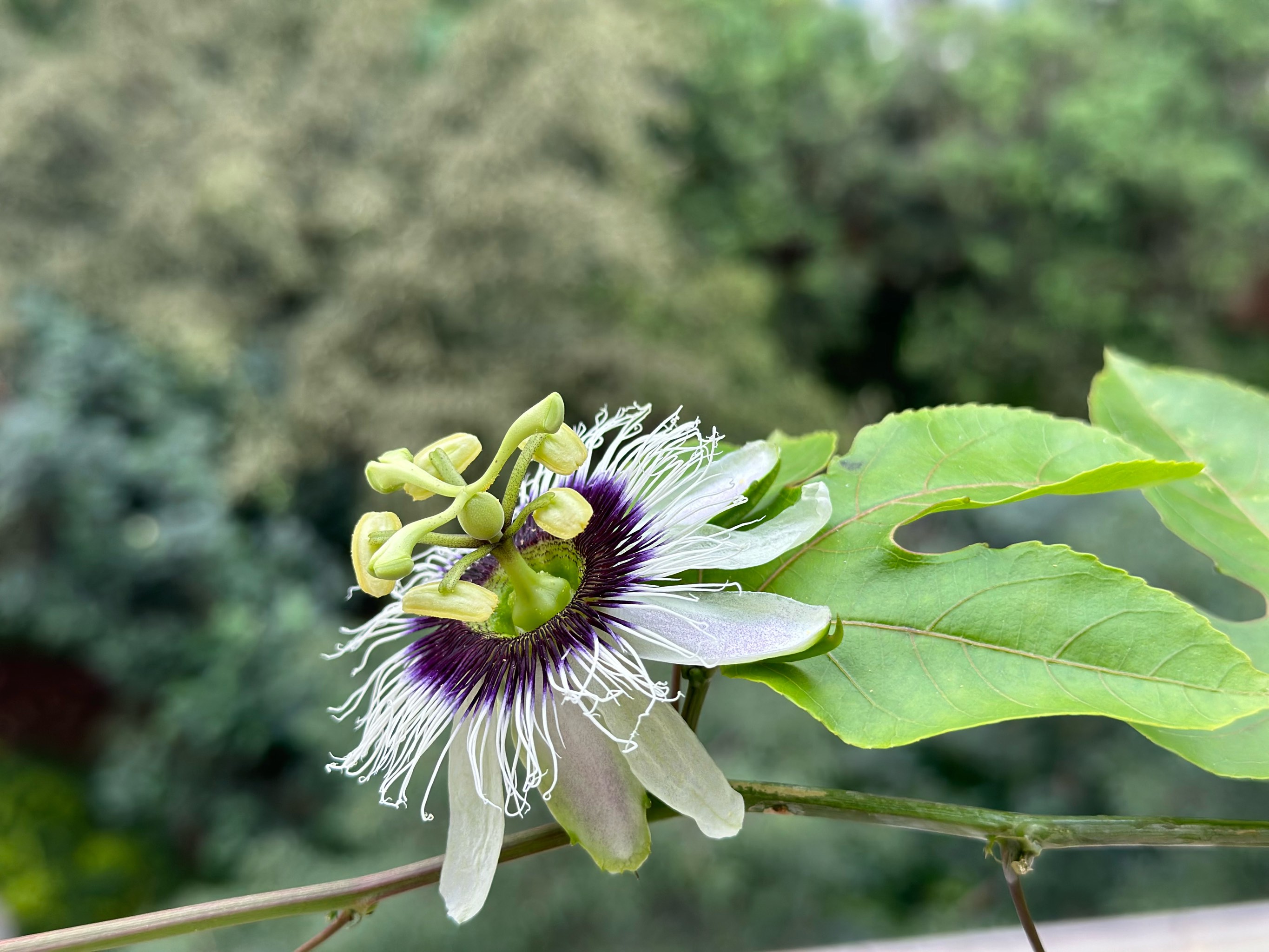 百香果雄花雌花图片图片