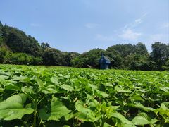 -广州市流溪河国家森林公园