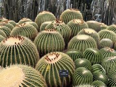 -深圳仙湖植物园