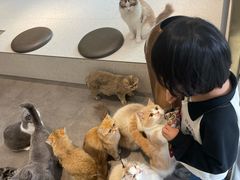 -飞行喵MR PILOT|猫舍·猫咖(静安大融城店)