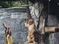 -清迈夜间动物园