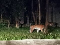 -清迈夜间动物园