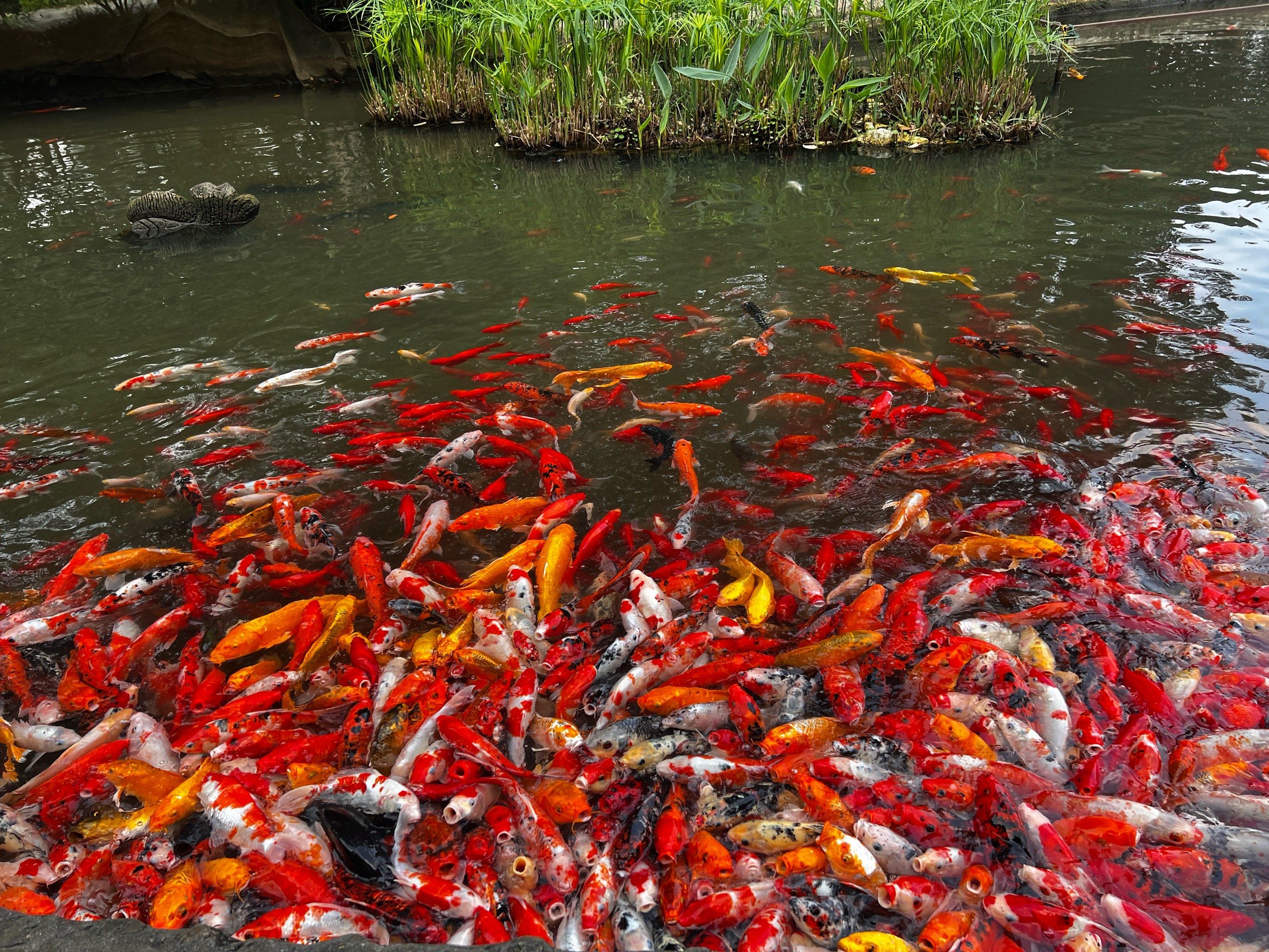 浣花溪的大金鱼好胖啊