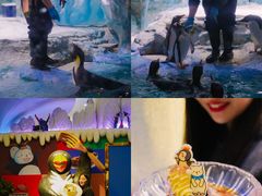 -帝企鹅自助餐厅•儿童岛•真企鹅(长隆企鹅酒店)