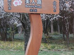 -顾村公园