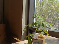 -Africafe(非洲咖啡)