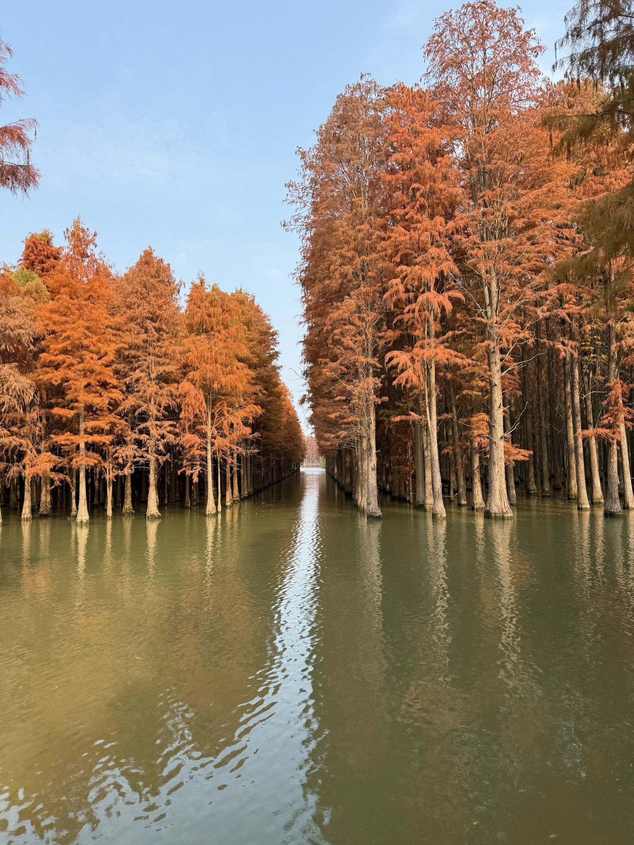 这里的树🌲真伟大#水上森林 #水杉