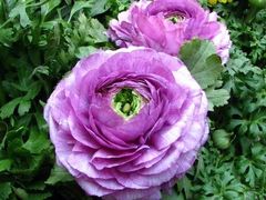 -西岭雪山大飞水景区