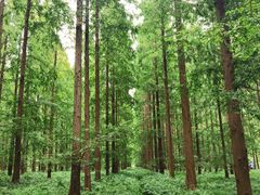 -黄海国家森林公园