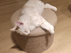 -猫腻·猫咖·撸猫馆(星光大道店)