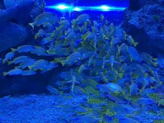 -芜湖新华联大白鲸海洋公园