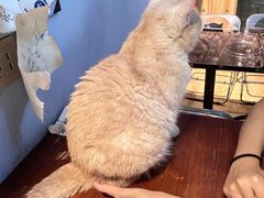 -Meowの猫咖(万家丽店)