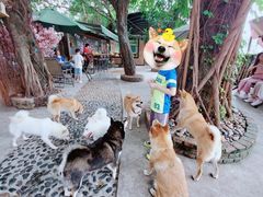 -柴犬高等学院·狗咖·柴犬售卖·宠物训练